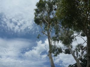 Tree Pruning completed