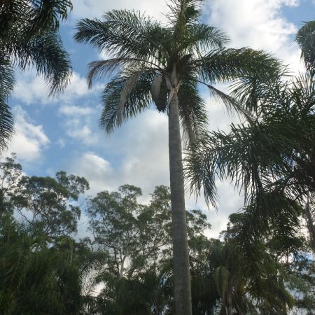 The top of the first palm
