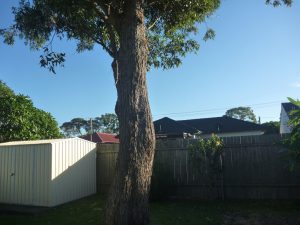 Tree to be removed