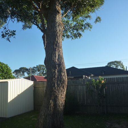 Tree to be removed