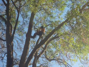 Ready to remove overhanging branch