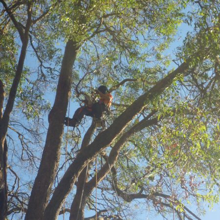 Ready to remove overhanging branch