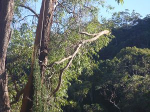 Lowering of branch